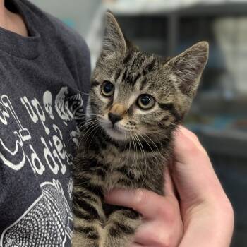 Mountain Cat -  Domestic Short Hair Cat for Adoption in Cape Girardeau, Missouri - Mountain Cat | PetCurious