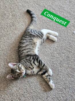 Conquest -  Domestic Short Hair Cat Available for Adoption in Manchester, Tennessee - Conquest | PetCurious