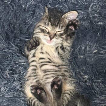 Earth -  Domestic Short Hair Cat for Adoption in Salt Lake City, Utah - Earth | PetCurious
