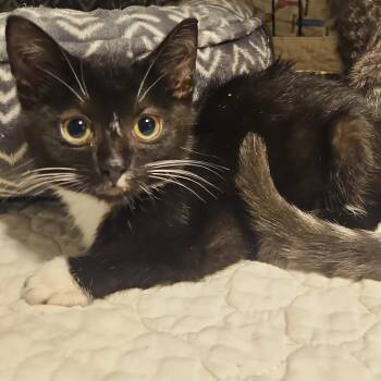 Vincent -  Domestic Short Hair Cat for Adoption in Chicago, Illinois - Vincent | PetCurious