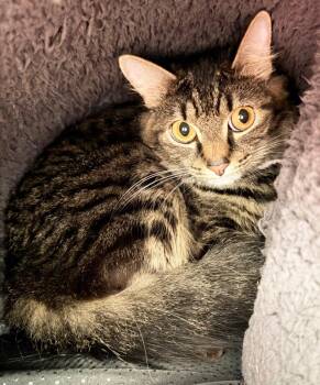 Lotus -  Domestic Medium Hair Cat for Adoption in Medfield, Massachusetts - Lotus | PetCurious