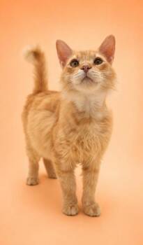 Fish -  Domestic Long Hair and Domestic Short Hair Cat for Adoption in Bowling Green, Kentucky - Fish | PetCurious