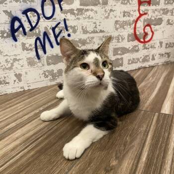 Rescue Domestic Short Hair Cats for Adoption in San Tan Valley, Arizona - Cab | PetCurious
