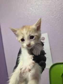 Rescue Domestic Short Hair Cats for Adoption in El Paso, Texas - 59794422 | PetCurious