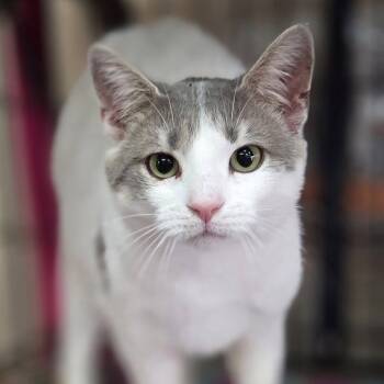 Rescue Tabby Cats for Adoption in Martinsburg, West Virginia - Alice | PetCurious