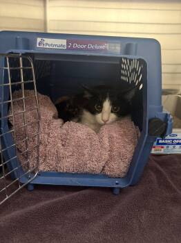 Moo -  Domestic Medium Hair Cat for Adoption in Raleigh, North Carolina - Moo | PetCurious