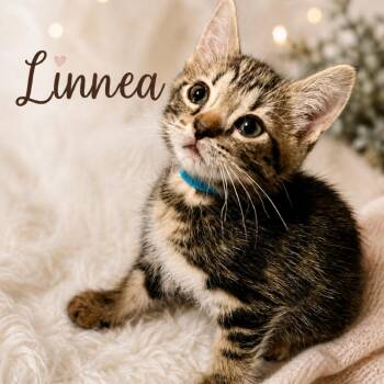 Linnea -  Domestic Short Hair Cat for Adoption in Cumming, Georgia - Linnea | PetCurious