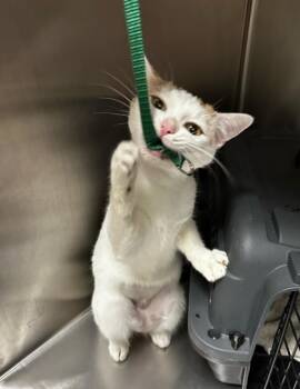 Rescue Domestic Short Hair Cats for Adoption in San Diego, California - Juno | PetCurious