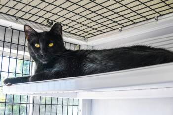 Domestic Short Hair Cats Available for Adoption in Trenton, New Jersey - Adzuki | PetCurious