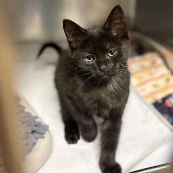Blackjack -  Domestic Short Hair Cat for Adoption in Chehalis, Washington - Blackjack | PetCurious