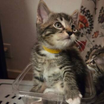 Sunny Boy -  Domestic Short Hair Cat for Adoption in Pasadena, California - Sunny Boy | PetCurious