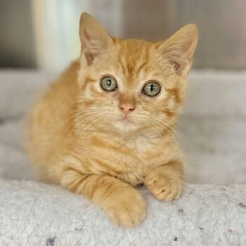 Amos -  Domestic Short Hair Cat for Adoption in Collierville, Tennessee - Amos | PetCurious