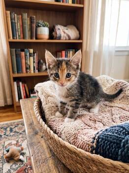 Power -  Domestic Short Hair Cat for Adoption in Ruskin, Florida - Power | PetCurious