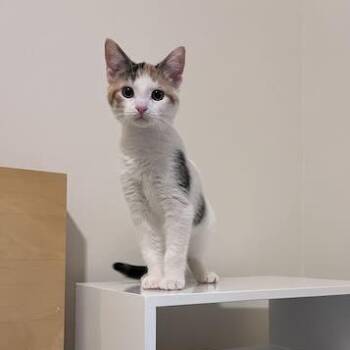 Finch -  Domestic Short Hair Cat for Adoption in Chicago, Illinois - Finch | PetCurious