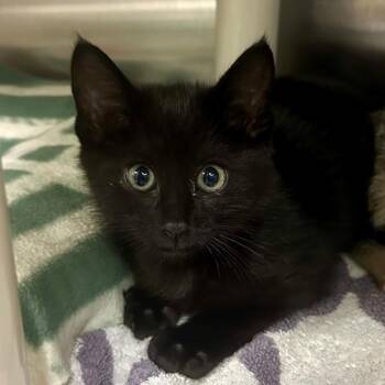 Domestic Short Hair Cats Available for Adoption in Walnut Creek, California - Quiggle | PetCurious