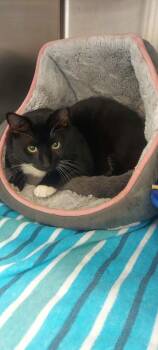 Domino -  Domestic Short Hair Cat for Adoption in St. Cloud, Florida - Domino | PetCurious