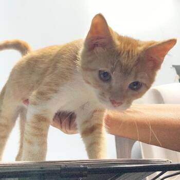 Jeff -  Domestic Short Hair Cat for Adoption in Spencer, Indiana - Jeff | PetCurious