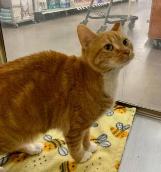 Domestic Short Hair Cats Available for Adoption - Peaches | PetCurious