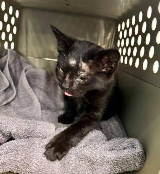 Lunar -  Domestic Short Hair Cat for Adoption in Providence Forge, Virginia - Lunar | PetCurious