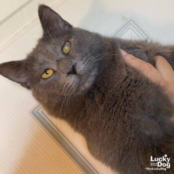 Domestic Short Hair Cats Available for Adoption in Washington, District Of Columbia - Pesto | PetCurious