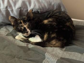 Dalila -  Domestic Short Hair Cat for Adoption in Mundelein, Illinois - Dalila | PetCurious