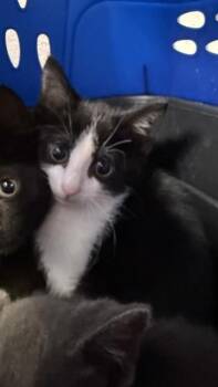 ANNABELL -  Domestic Medium Hair Cat for Adoption in Jacksonville, Florida - ANNABELL | PetCurious