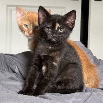 Domestic Short Hair Cats Available for Adoption in Philadelphia, Pennsylvania - Teddy Bear | PetCurious