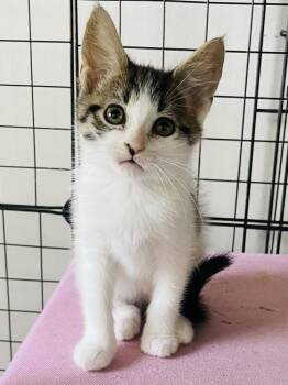 Willow -  Domestic Short Hair Cat for Adoption in Salisbury, North Carolina - Willow | PetCurious