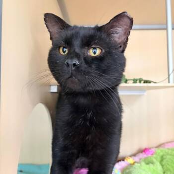 Morpheus -  American Shorthair Cat for Adoption in Aldie, Virginia - Morpheus | PetCurious
