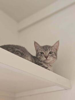 Domestic Short Hair Cats Available for Adoption in San Leon, Texas - Goose | PetCurious