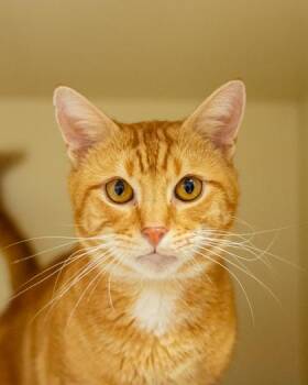Groudon -  Domestic Short Hair Cat for Adoption in Chamblee, Georgia - Groudon | PetCurious