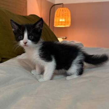 Domestic Short Hair Cats Available for Adoption in New Orleans, Louisiana - Pizza | PetCurious