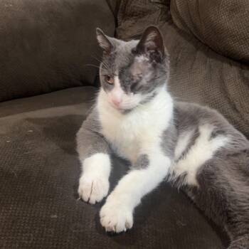 Mahomes Courtesy Listed -  Domestic Short Hair Cat for Adoption in Midland, Michigan - Mahomes Courtesy Listed | PetCurious