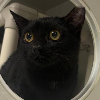 DaisyLou -  Domestic Short Hair Cat for Adoption in East Hanover, New Jersey - DaisyLou | PetCurious