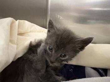 Domestic Short Hair Cats Available for Adoption in Thousand Palms, California - RAUL | PetCurious