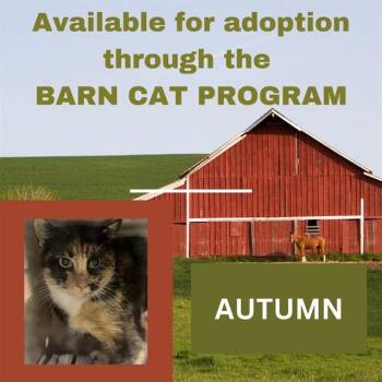 Domestic Short Hair Cats Available for Adoption - AUTUMN BARN CAT | PetCurious