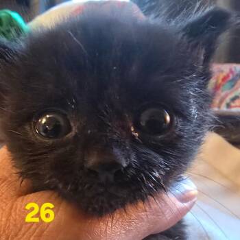 Felix the Cat -  Domestic Short Hair Cat for Adoption in Spokane, Washington - Felix The Cat | PetCurious