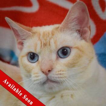 Siamese and Tabby Cats Available for Adoption - LaRue | PetCurious