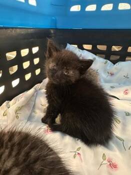 Domestic Short Hair Cats Available for Adoption in Houston, Texas - A654513 | PetCurious