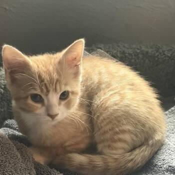 Clyde Kelley -  Domestic Short Hair Cat for Adoption in Morrison, Colorado - Clyde Kelley | PetCurious