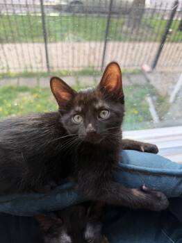 Domestic Short Hair Cats Available for Adoption in Chicago, Illinois - Sombra | PetCurious