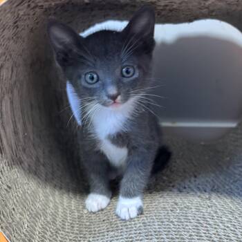 Gizmo -  Domestic Short Hair Cat for Adoption in Calgary, Alberta - Gizmo | PetCurious