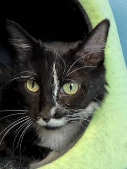 Rescue Domestic Long Hair Cats for Adoption in Minneapolis, Minnesota - Harriet Potter | PetCurious