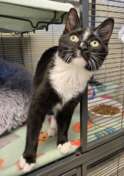 Rescue Domestic Short Hair Cats for Adoption in Blountville, Tennessee - Eli | PetCurious