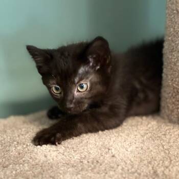 Domestic Short Hair Cats Available for Adoption in South Elgin, Illinois - Wren | PetCurious