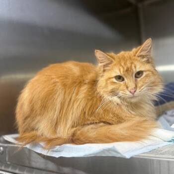 Domestic Medium Hair Cats Available for Adoption in Duncan, Oklahoma - Pleakly | PetCurious