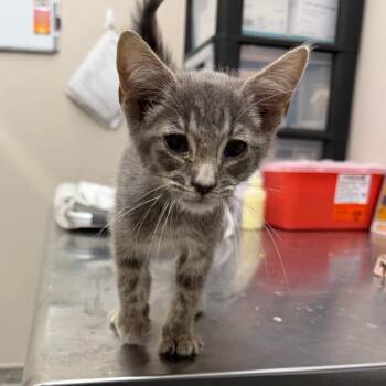 Turtle Sandbox -  Domestic Short Hair Cat for Adoption in Morganton, North Carolina - Turtle Sandbox | PetCurious