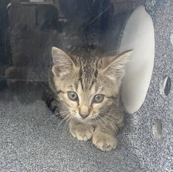 Domestic Short Hair Cats Available for Adoption in Dallas, Texas - DALE | PetCurious