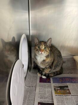 Domestic Short Hair Cats Available for Adoption in Findlay, Ohio - Pancake | PetCurious