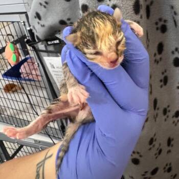 Domestic Short Hair Cats Available for Adoption in Columbiana, Alabama - Sea Green | PetCurious